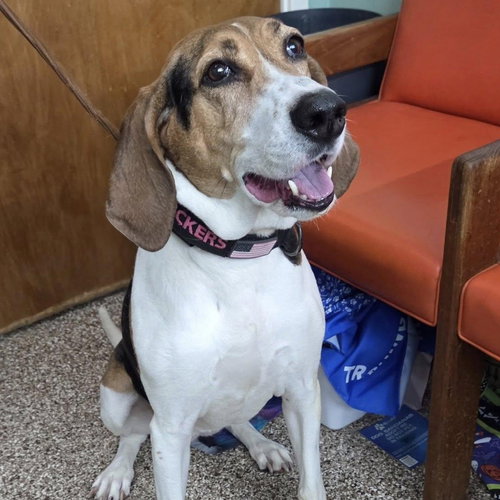 SNICKERS - Coonhound available for adoption