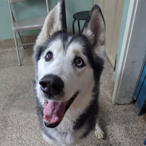 picture of the dog needing adoption