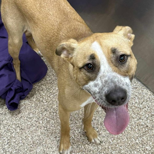DAISY - Shepherd / Pit Bull Terrier available for adoption