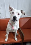 Harley - Photo 1