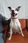 Eddie - Photo 2