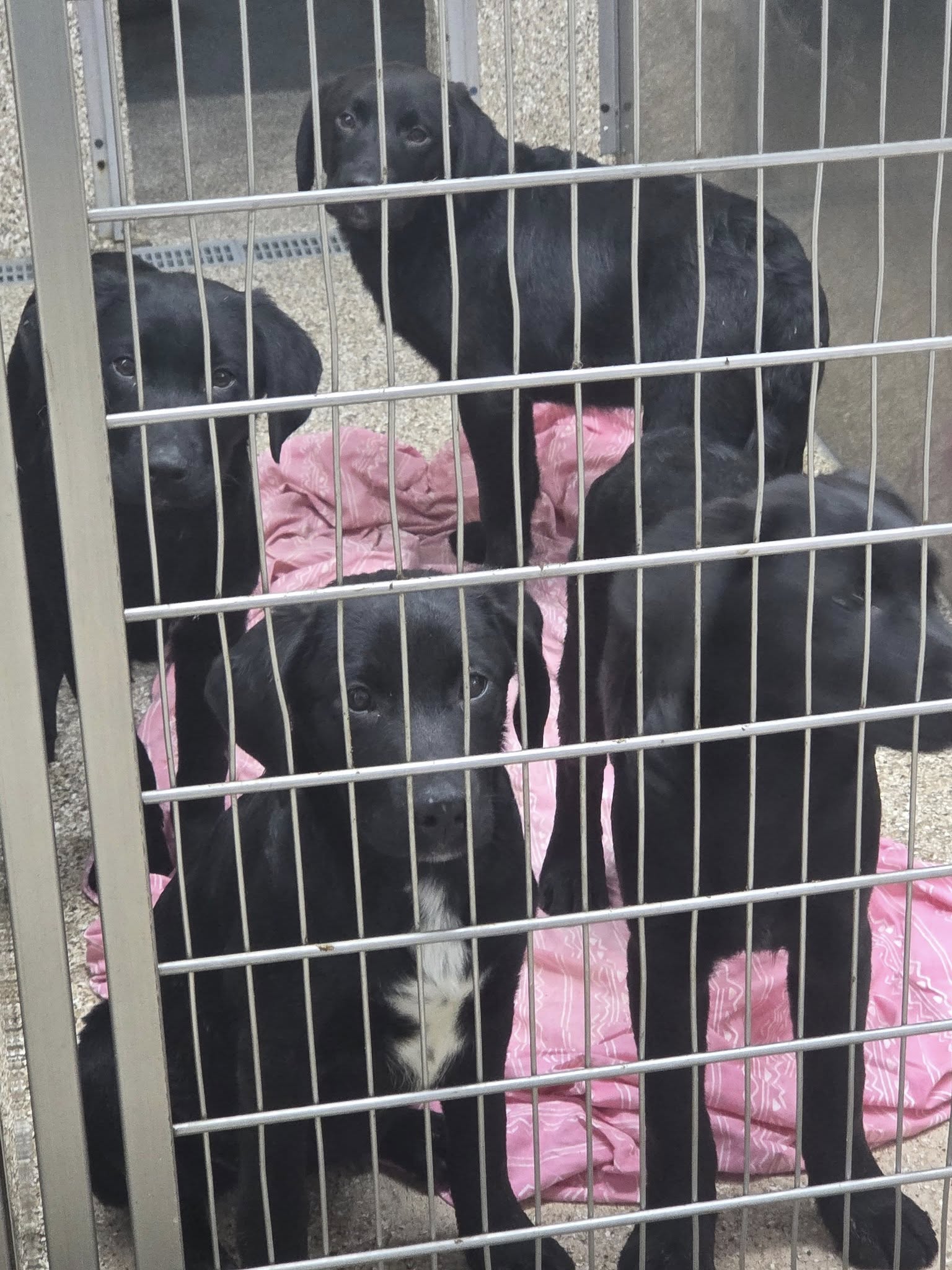Black Lab Mix Pups