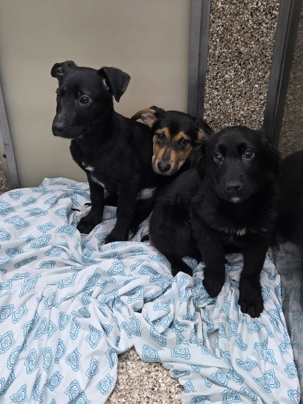 Three Pups