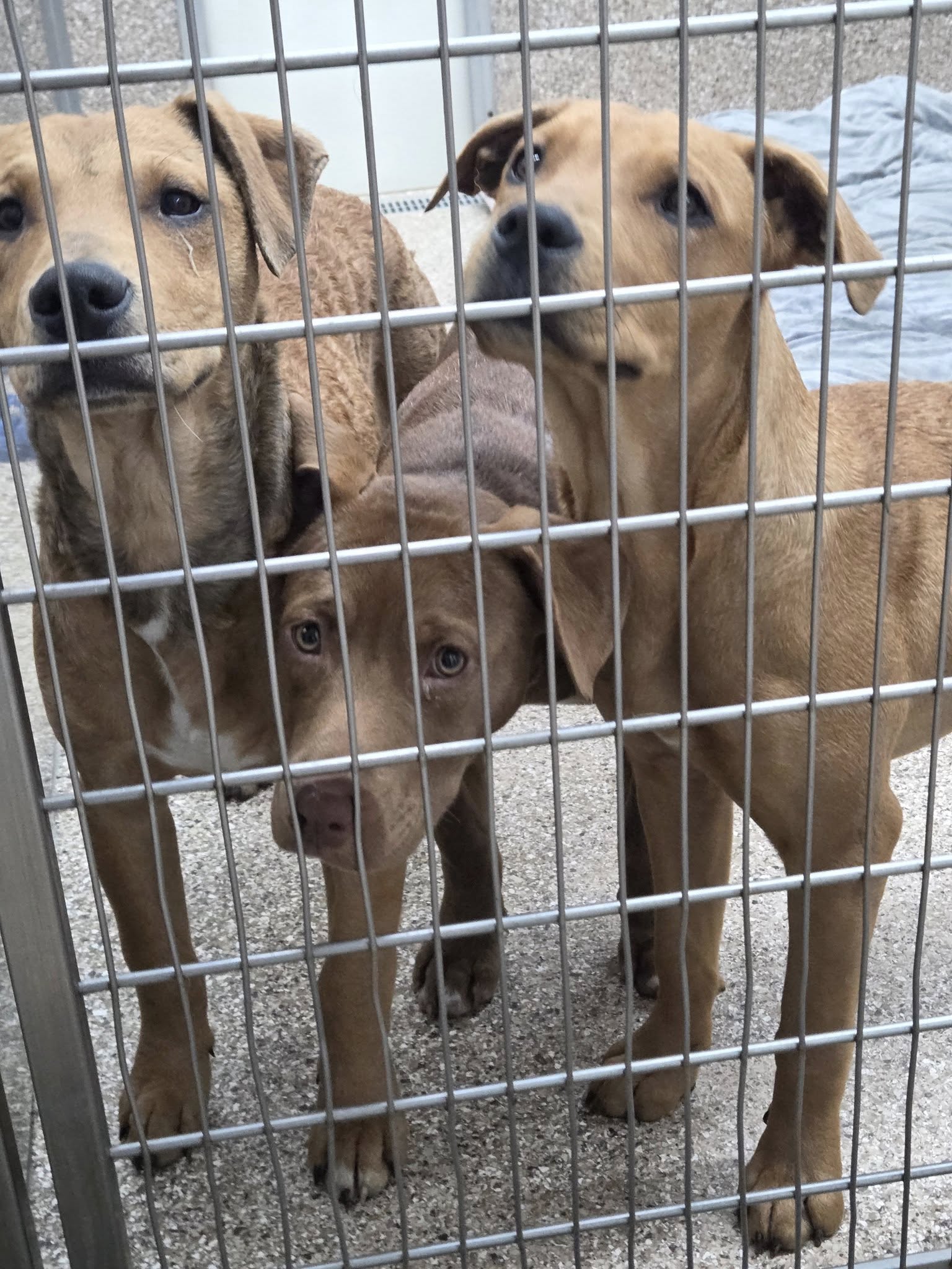 Lab Mix Pups