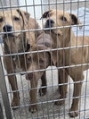 Lab Mix Pups - Photo 1