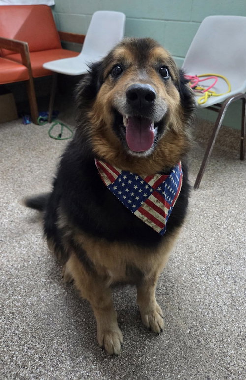BRON - Collie / Australian Shepherd available for adoption