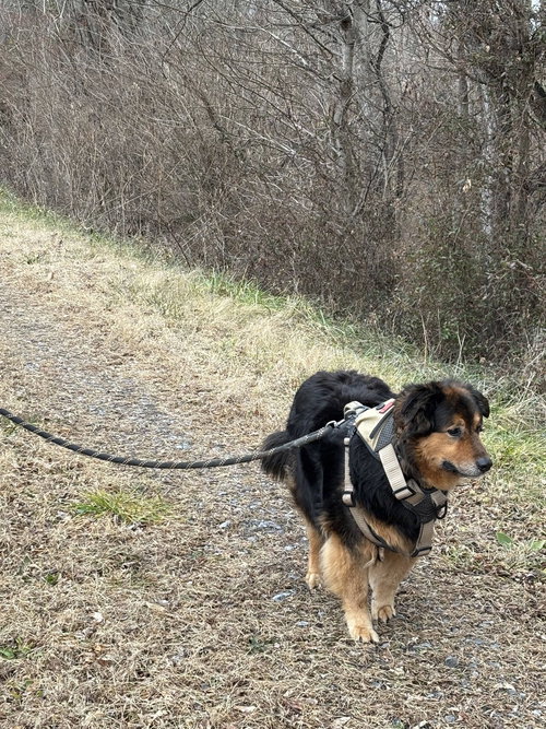BRON - Collie / Australian Shepherd available for adoption
