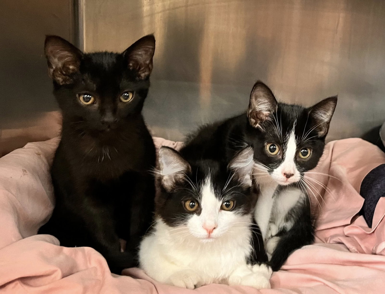 Beautiful Kittens