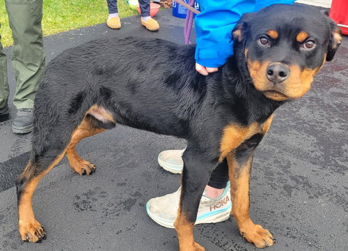 RUBY - Rottweiler available for adoption