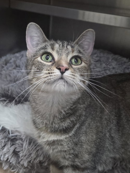 MARY - Tabby available for adoption