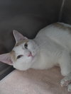 Gingersnap - Photo 1