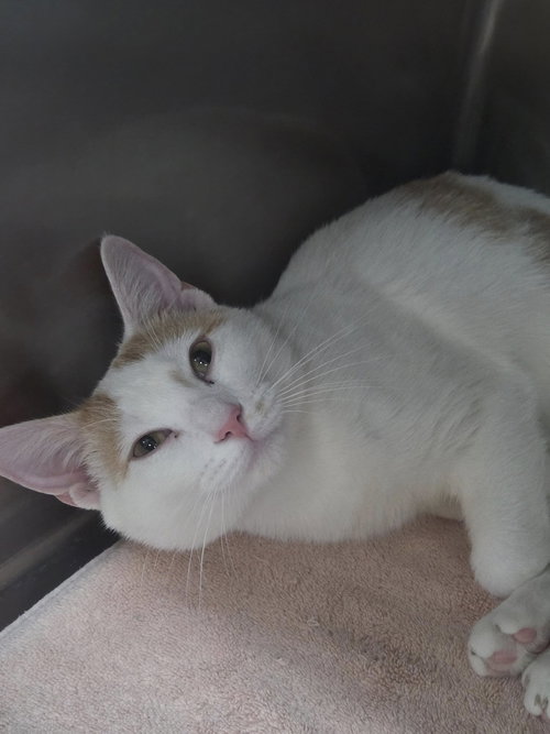 GINGERSNAP - Domestic Short Hair available for adoption