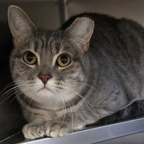 LUCKY - Tabby available for adoption