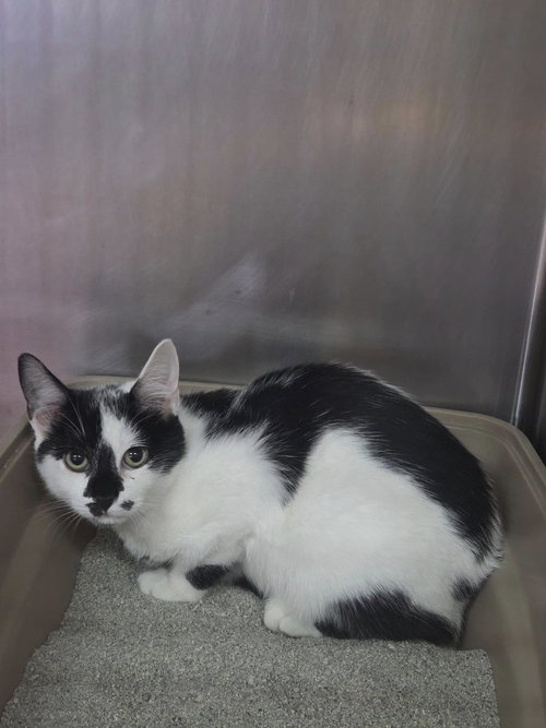 AGATHA - Domestic Short Hair available for adoption