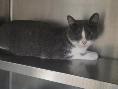 LULU - Domestic Short Hair available for adoption