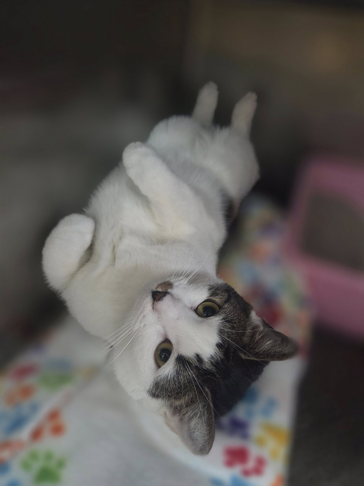 Luna