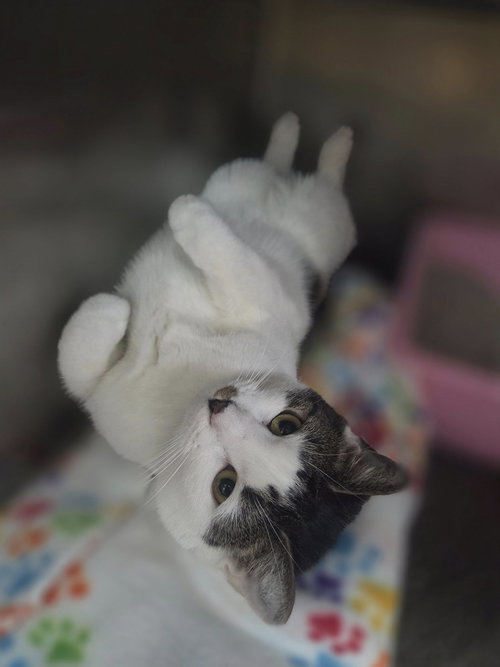 LUNA - Tabby available for adoption