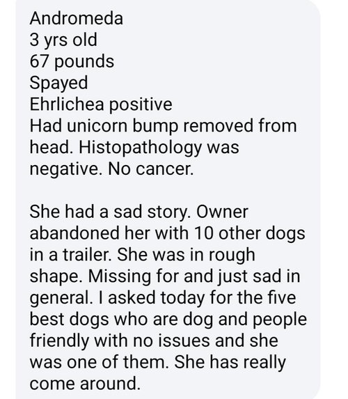 ANDROMEDA - Pit Bull Terrier available for adoption
