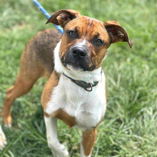 picture of the dog needing adoption