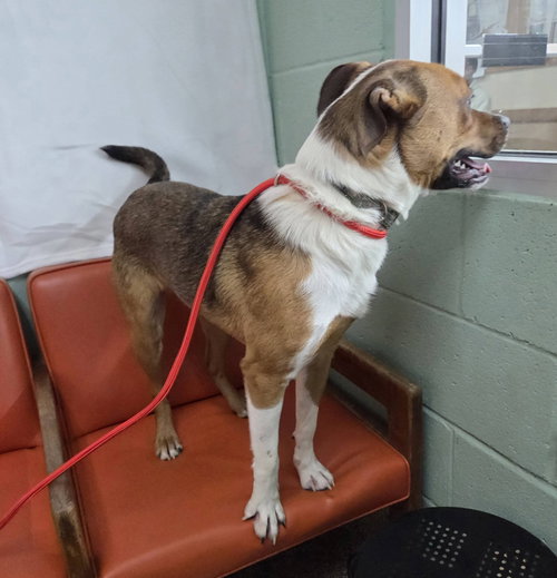 OTIS - Hound / Boxer available for adoption