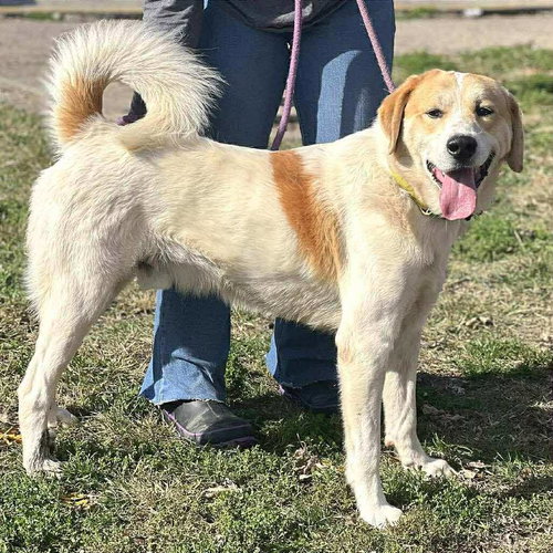 LESTAT - Great Pyrenees / Golden Retriever available for adoption