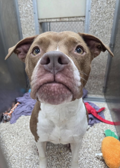 SMILEY - Pit Bull Terrier available for adoption
