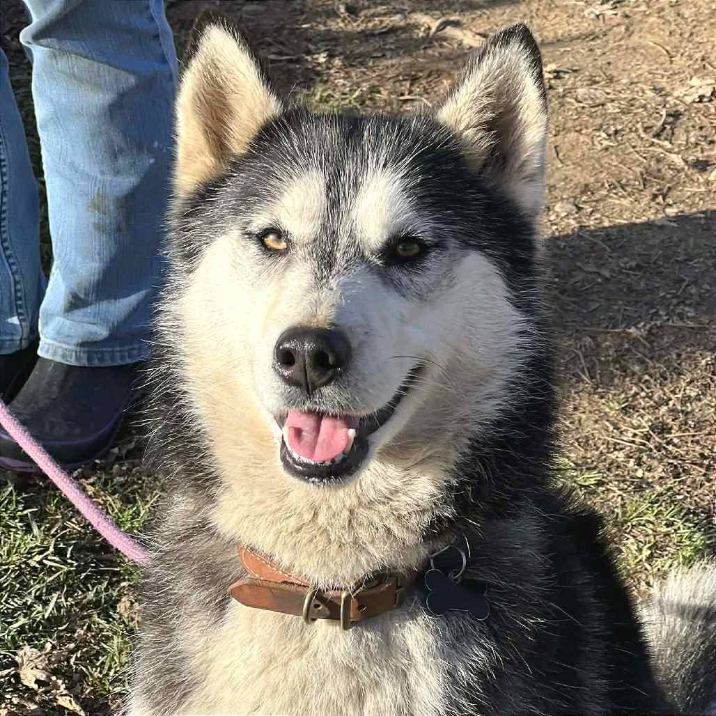 Sakari