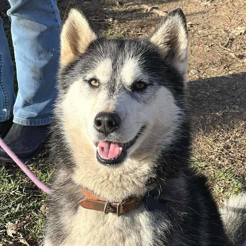 SAKARI - Husky available for adoption