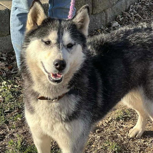 SAKARI - Husky available for adoption