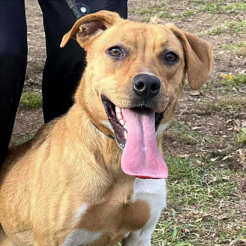 CORAL - Hound available for adoption