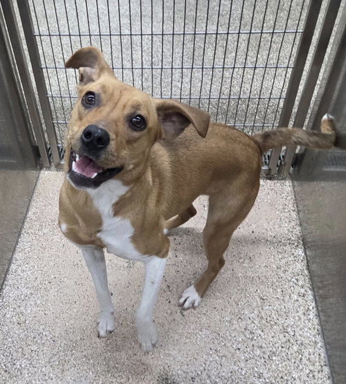 CORAL - Hound available for adoption