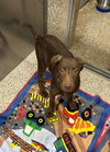 Marley - Photo 1