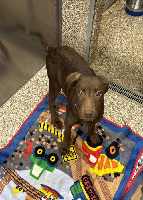 MARLEY - Chocolate Labrador Retriever / Pit Bull Terrier available for adoption