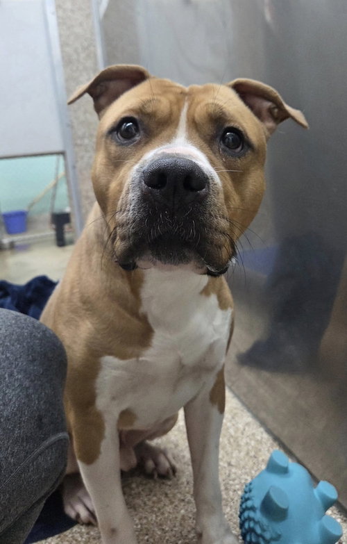 BREW - Pit Bull Terrier available for adoption