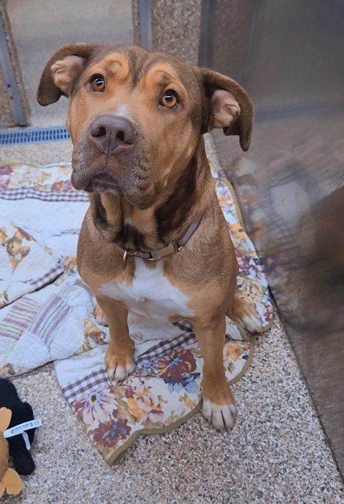 CLEO - Mastiff available for adoption