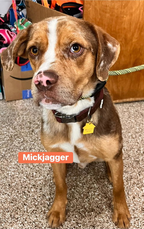 MICK JAGGER - Retriever available for adoption
