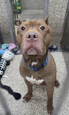 Deuce - Photo 2