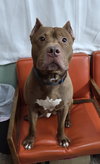 Deuce - Photo 3