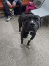 Gunner - Photo 1