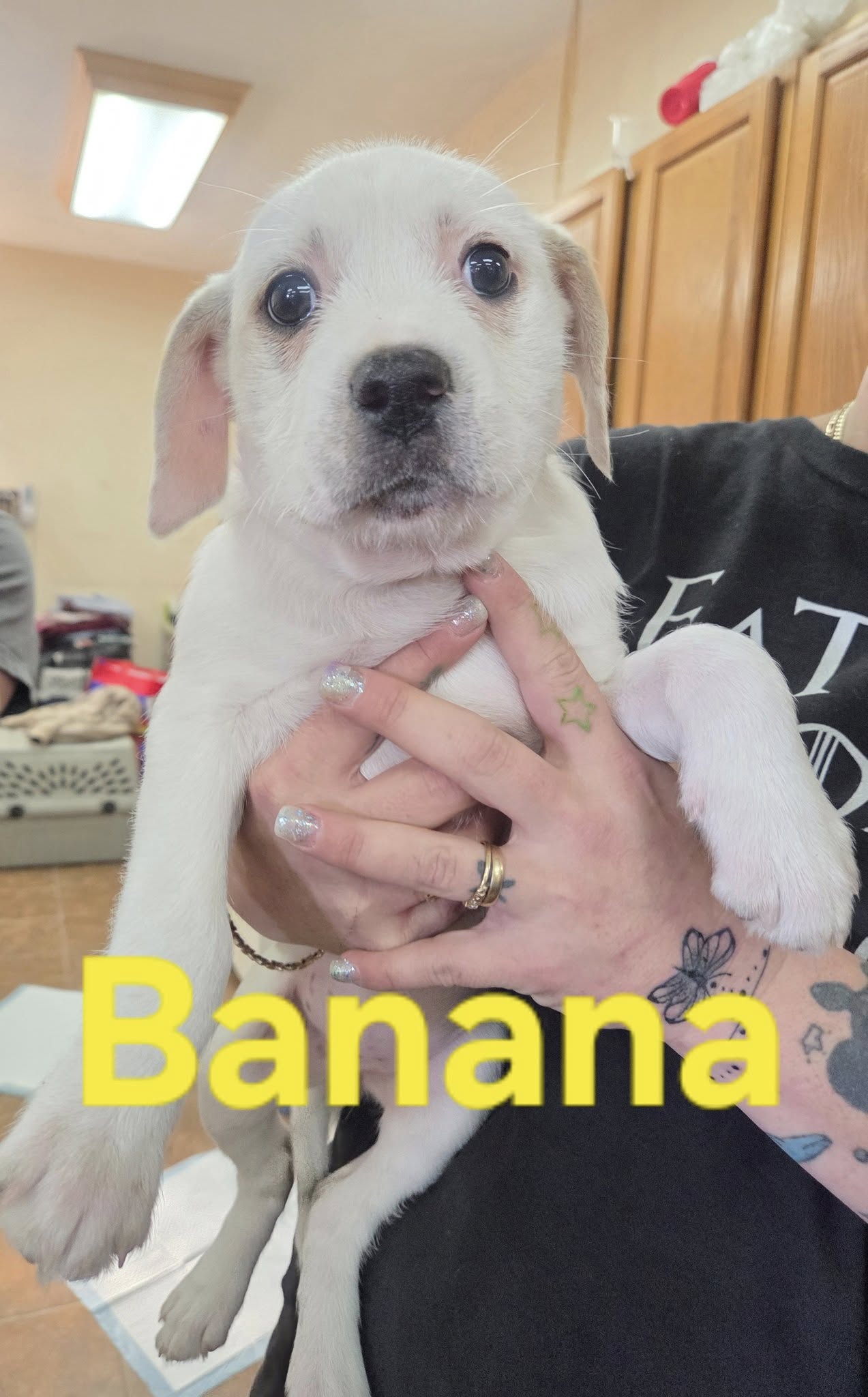 Banana Image