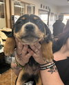 HeelerPup1 - Photo 1