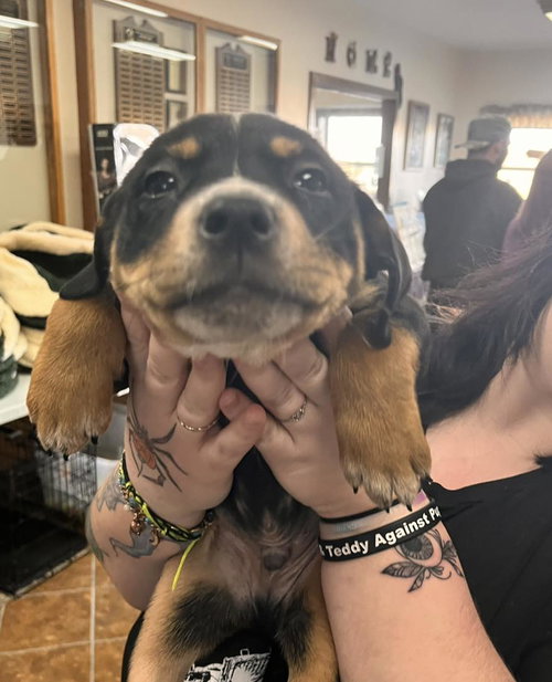 HEELERPUP1 - Australian Cattle Dog/Blue Heeler available for adoption