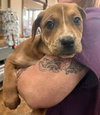HeelerPup1 - Photo 2
