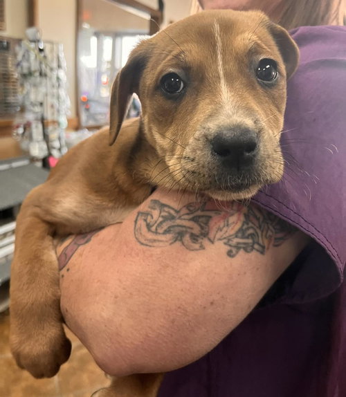HEELERPUP1 - Australian Cattle Dog/Blue Heeler available for adoption