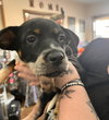 HeelerPup1 - Photo 3