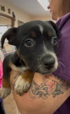 HeelerPup1 - Photo 4