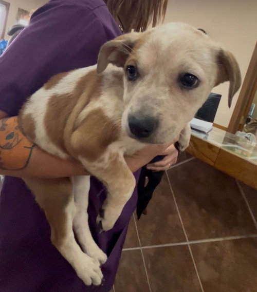 HEELER MIX PUP - Australian Cattle Dog/Blue Heeler available for adoption