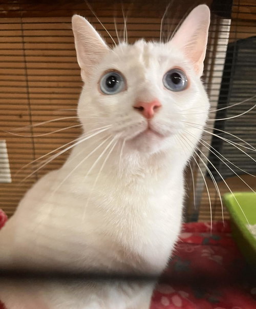 WHITE CAT - Domestic Short Hair available for adoption