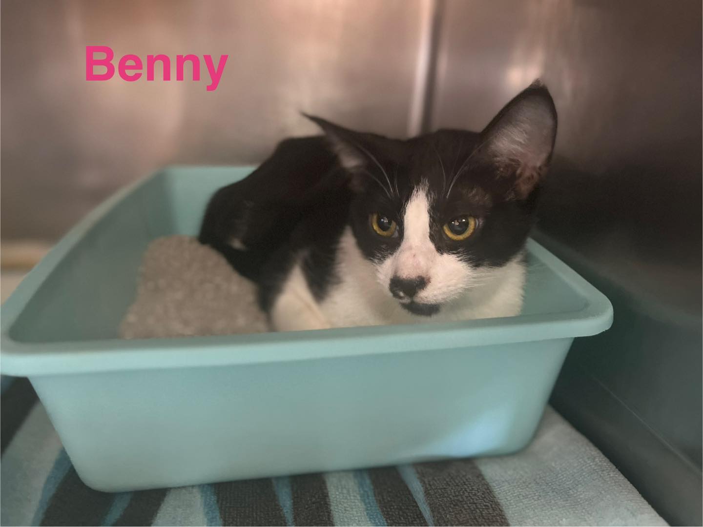 Benny