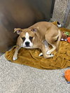 Dexter #2 - Photo 1
